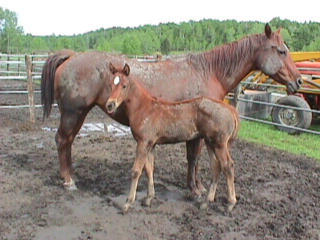 muddyhorses.jpg